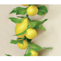 Decoración limones
