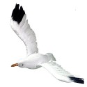 Decoración gaviota