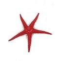 Decoración estrella de mar (2und)